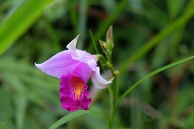 /pic/trip2017/06_malaysia_DSCF8088.JPG